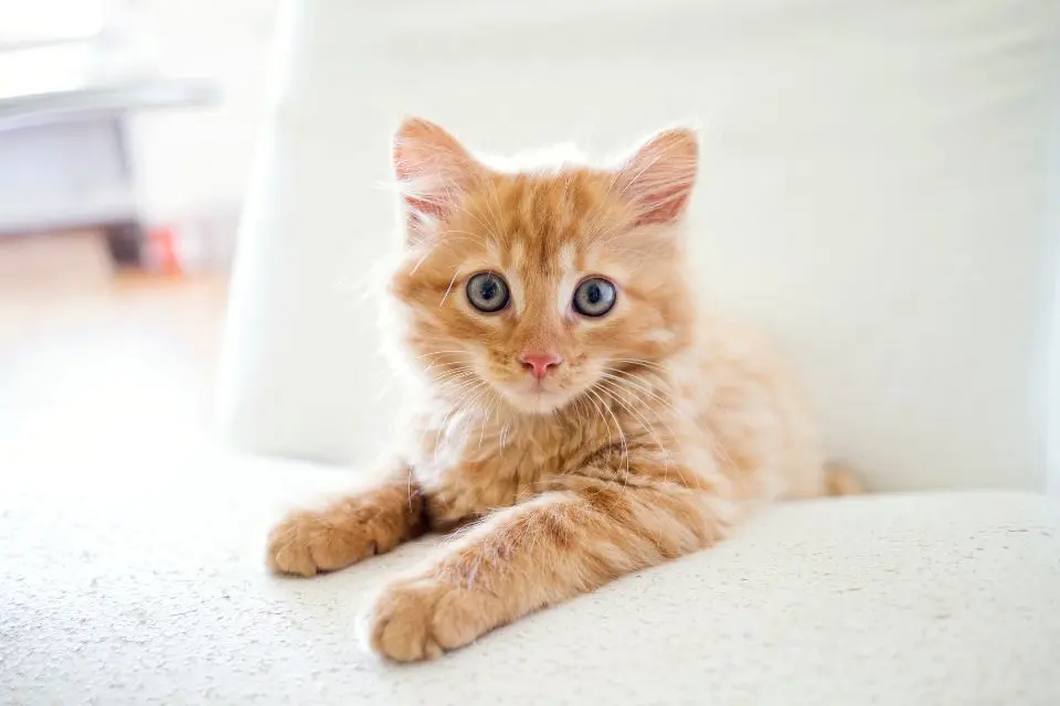 La pension pour chat : le lieu idéal pour une garde en toute confiance