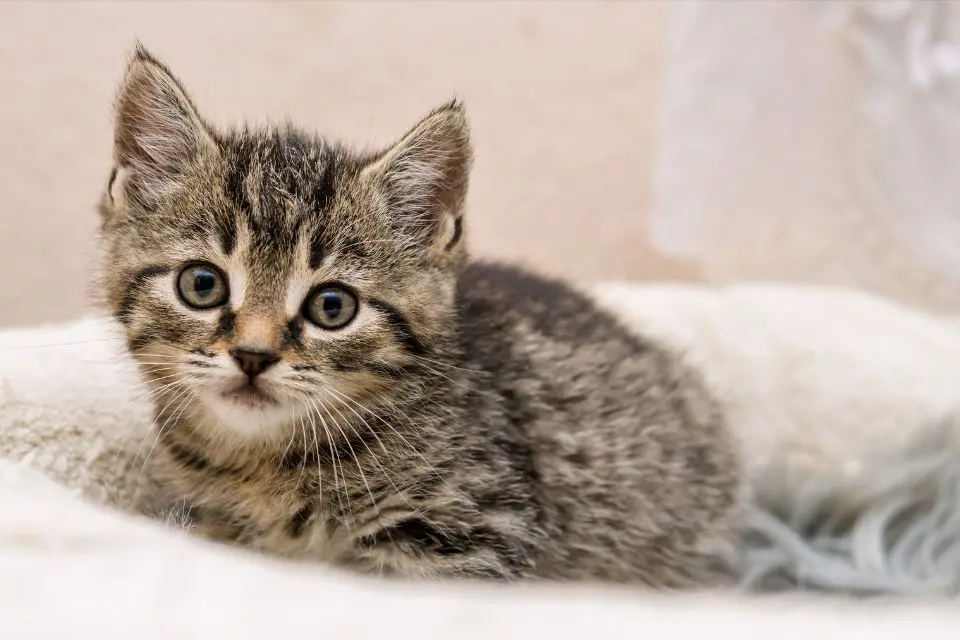 Les erreurs courantes à éviter dans l’éducation d’un chaton